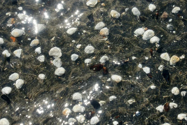 Las conchas en el agua - 9 — Foto de Stock