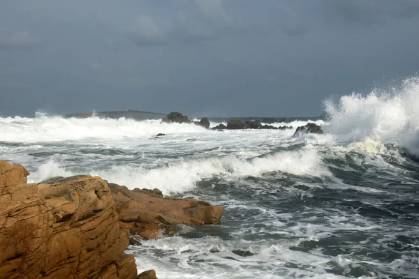 Passera di mare — Foto Stock