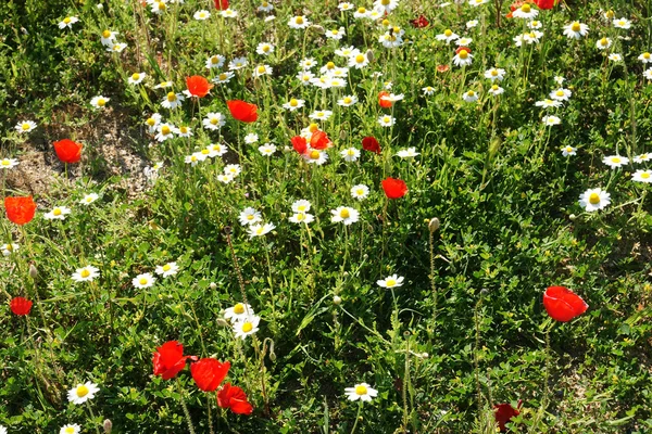 野生の花 - 2 — ストック写真