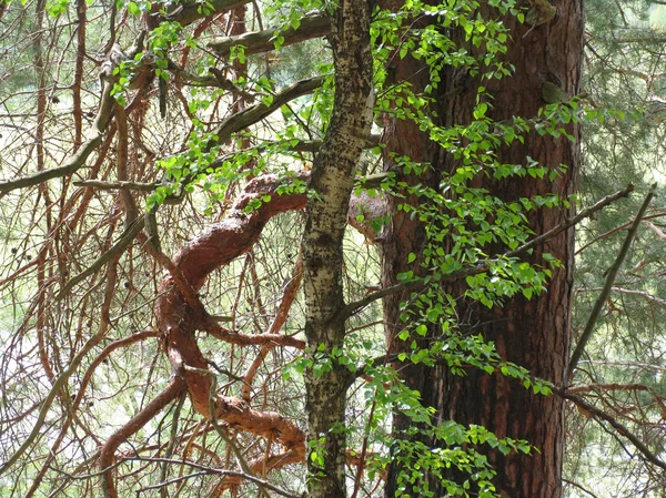 Oud hout - 3 — Stockfoto