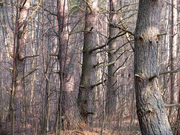 Legno vecchio - 1 — Foto Stock