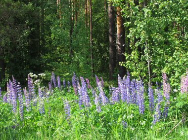 Orman Çiçekleri - 2