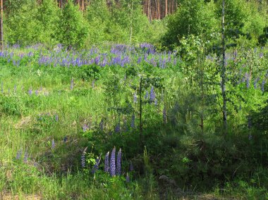 Orman çiçekleri - 1