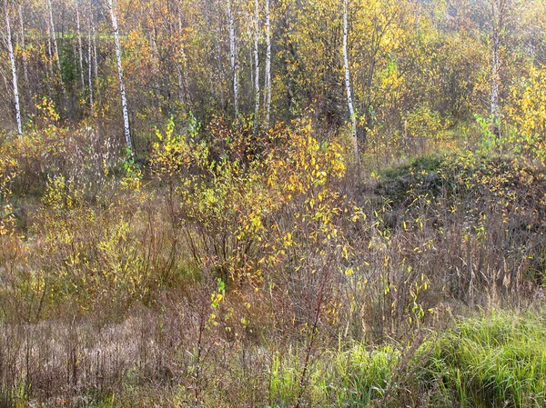 Bosque de otoño —  Fotos de Stock