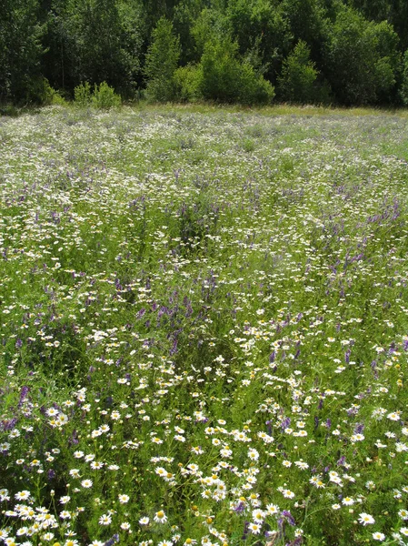 野生の花 - 3 — ストック写真