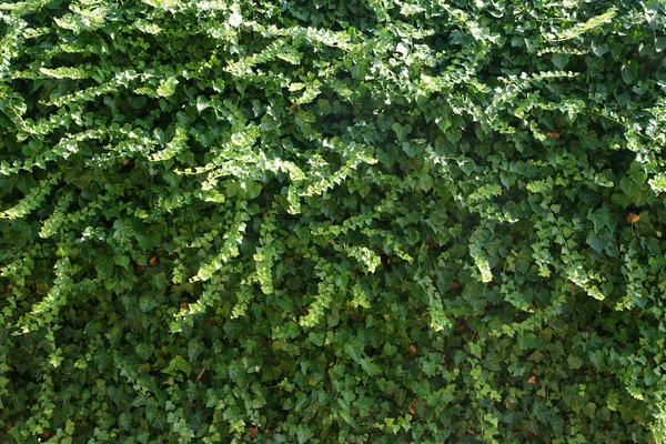 Зеленая стена - 1 — стоковое фото