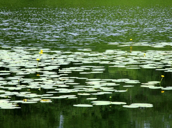 Pond - 2 — Stock Photo, Image