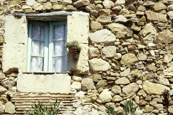 Pencere kenarındaki çiçek