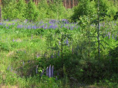 Orman çiçekleri - 1