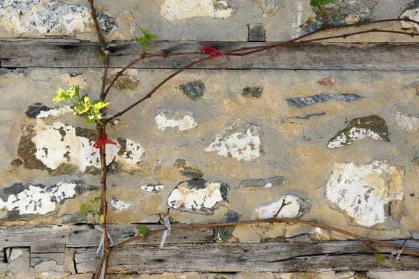 Стена и виноградная лоза - 34 — стоковое фото