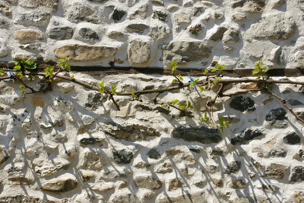 Wall and vine - 36 — Stock Photo, Image