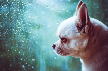 pencereden Chihuahua üzgün köpek
