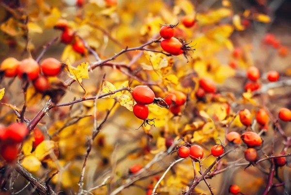 kuşburnu meyve dal üzerinde