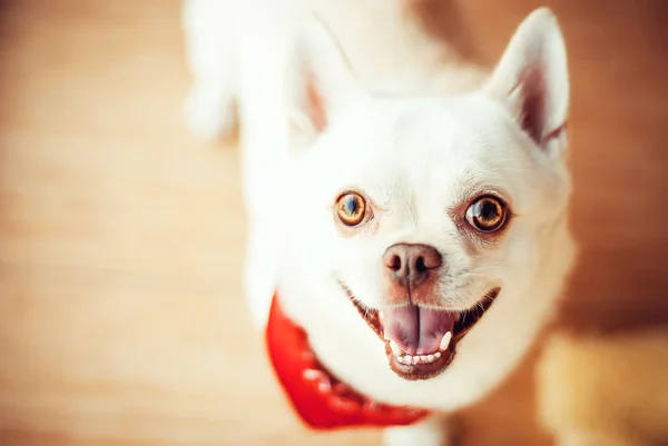 Divertente chihuahua — Foto Stock