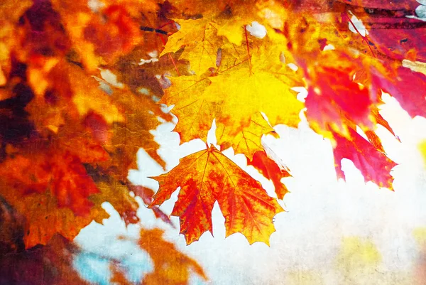 renkli akçaağaç yaprakları,