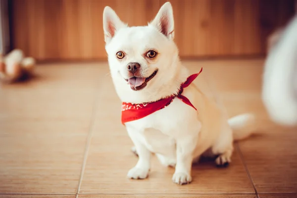 Chihuahua — Stock Photo, Image