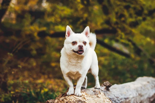 Chihuahua — Stock Photo, Image