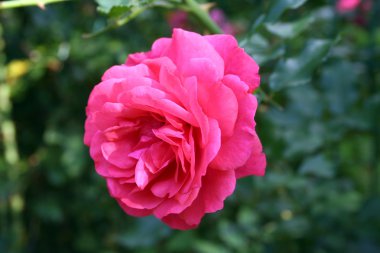 Polis delil bırakmamak