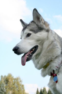 Hapy büyük diliyle husky