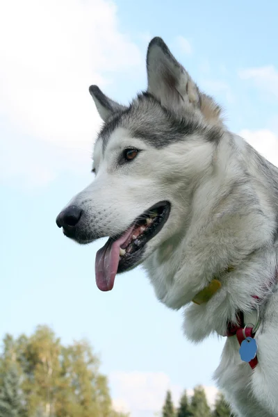 Hapy husky avec une grande langue — Photo