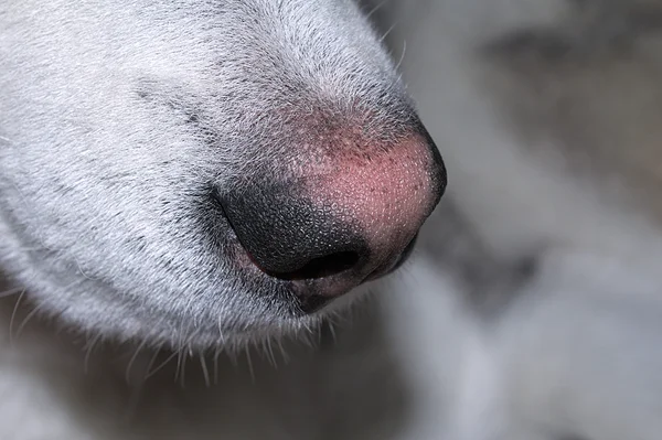 Husky closeup nos — Stock fotografie