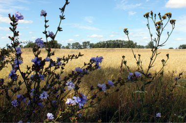Alan çiçek ve buğday