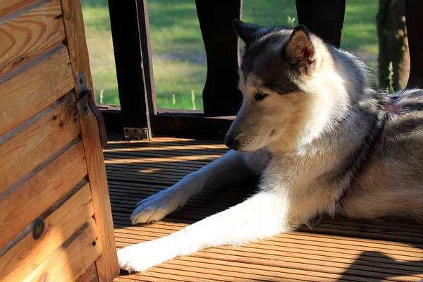 Sonolento cão husky no alpendre — Fotografia de Stock