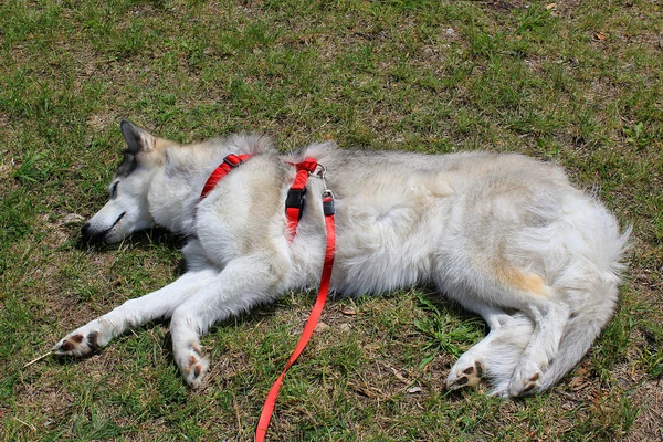 Spící husky pes — Stock fotografie