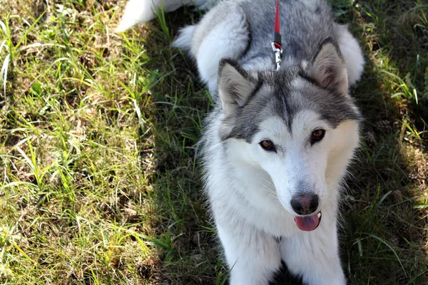 Cão Husky — Fotografia de Stock