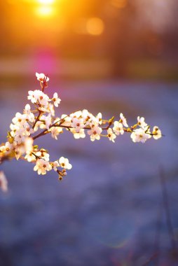 Flowering fruit branch in the setting sun clipart