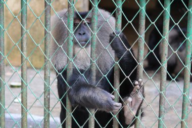maymun kafesleri (macaca silenus)