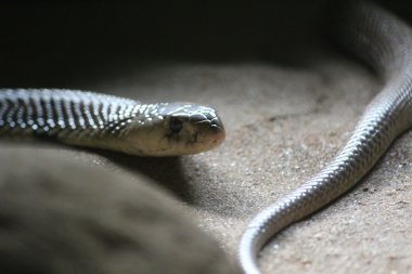 Yılan (kobra)