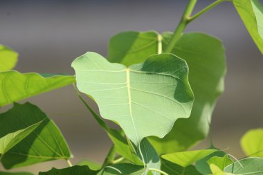 Baniyan ağaç yaprak (Alila)