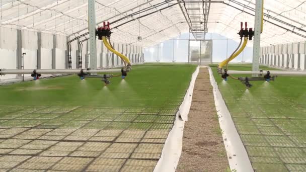 Riego automático y de plantas Pinos en el invernadero — Vídeo de stock