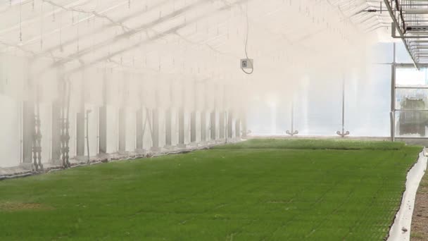 Automatisches künstliches Nebelmikroklima im Gewächshaus — Stockvideo