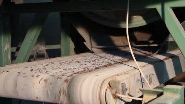 Tohumu Ladin ve çam kozalakları alma