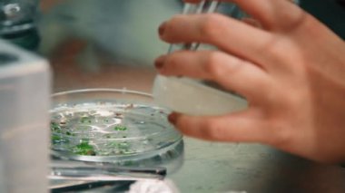 Biyoloji Laboratuvarı iş bitkileri tarım ile