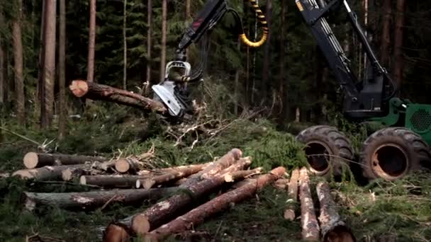 Skördaren loggning tall timmer i skogen — Stockvideo