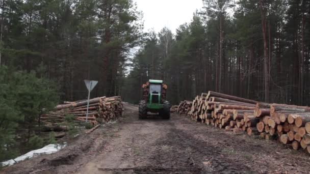 Exploitation forestière du pin par le transitaire dans la forêt — Video