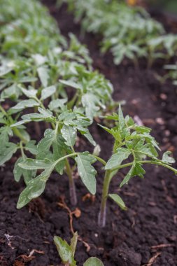 domates, sebze, Brüksel lahanası, tarım