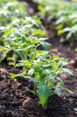 domates, sebze, Brüksel lahanası, tarım