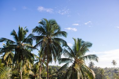 Sri Lanka, şafakta sahilinde palmiye ağaçları