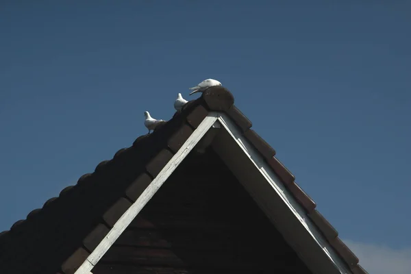 Some White Pigeons Black Roof Summer Day Blue Sky — Stock Photo, Image