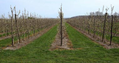 İlkbaharda çiçek açan elma bahçesi
