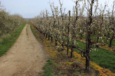 İlkbaharda çiçek açan elma bahçesi