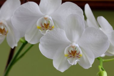 orkide - phalaenopsis