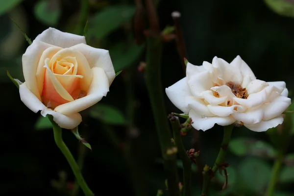 Rosa. —  Fotos de Stock