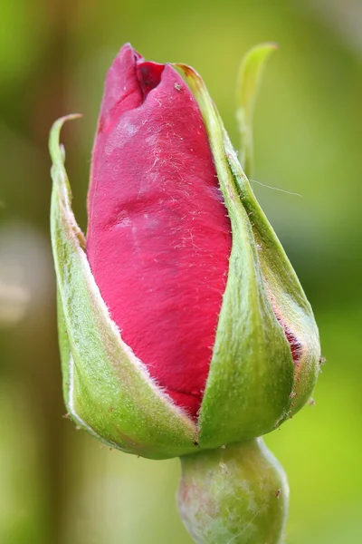 Rosa. —  Fotos de Stock