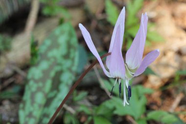 Dogtooth Menekşe - Erythronium dens-büyük köpek