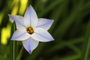 Starflower - Ipheion uniflorum
